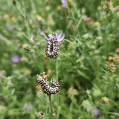 Cucullia dorsalis thumbnail 3