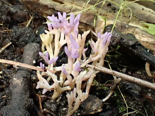 lilac coral fungus