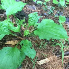 American plantain thumbnail 4