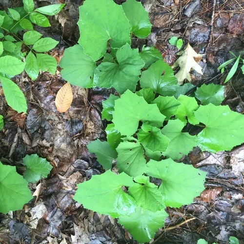 colt's-foot