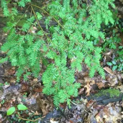 eastern hemlock thumbnail 4