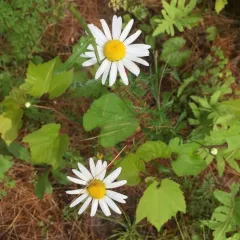 oxeye daisy thumbnail 5