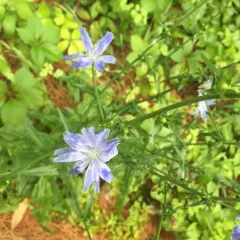 chicory photo
