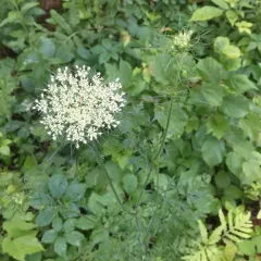wild carrot thumbnail 5