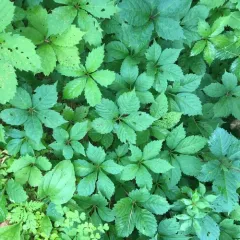 Virginia creeper thumbnail 4