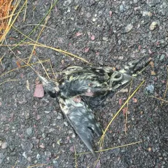 Downy Woodpecker thumbnail 3
