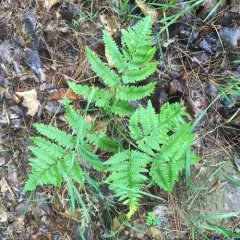 common bracken thumbnail 2