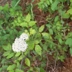 common yarrow thumbnail 5
