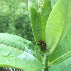 Red Milkweed Beetle thumbnail 4