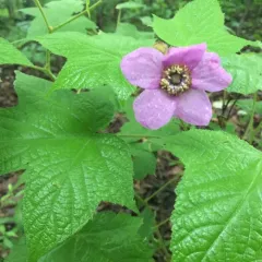 purple-flowered raspberry thumbnail 5