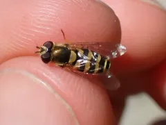 Black-thighed Flower Fly thumbnail 2