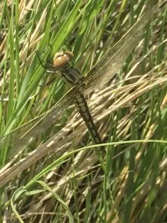 Bleached Skimmer thumbnail 2