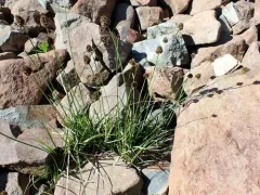 foetid sedge thumbnail 3