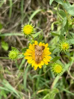 Schinia mortua thumbnail 4