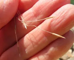 Thurber's Needlegrass thumbnail 3