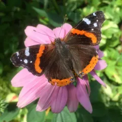 Red Admiral thumbnail 4
