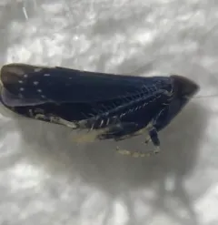 Scaphytopius nigrifrons thumbnail 2