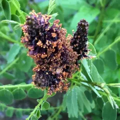 false indigo bush thumbnail 1