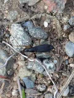 Martian Seed Bug thumbnail 4