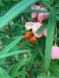 Dwarf Strawberry Bush thumbnail 3