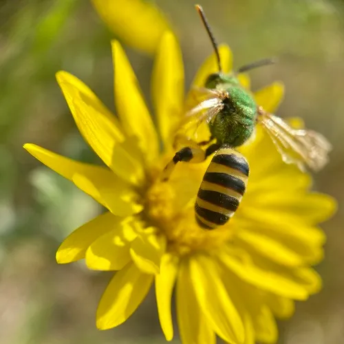 Brown-winged Striped Sweat Bee