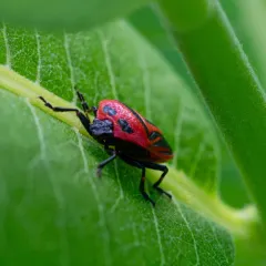 Two-spotted Stink Bug thumbnail 4