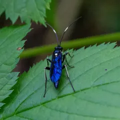 Cratichneumon unifasciatorius thumbnail 2