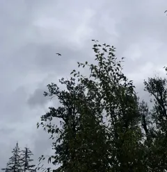 Black Swift thumbnail 3