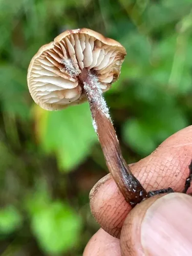 Gymnopus striatipes
