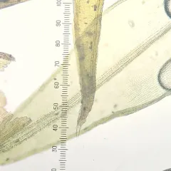 Papillose Bloom Moss thumbnail 4