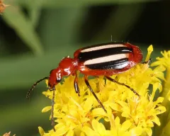Lebia pectita thumbnail 2
