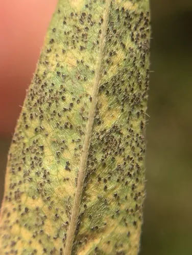 Uromyces lespedezae-procumbentis