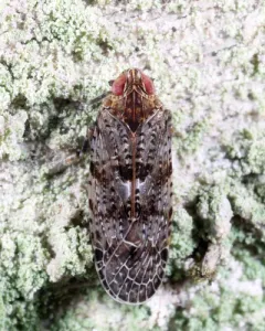 Catonia lunata thumbnail 3