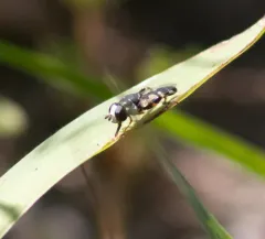 Peg-legged Compost Fly thumbnail 2