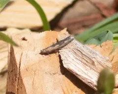 Lesser Cornstalk Borer Moth thumbnail 2