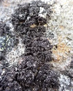 Black Rock Moss thumbnail 3