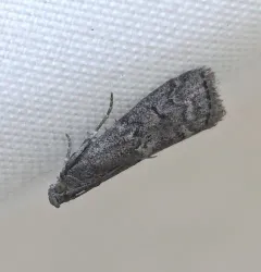 Elm Leaftier Moth thumbnail 3
