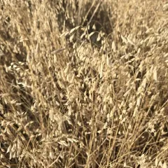 Japanese brome thumbnail 4