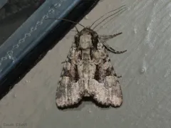 Ignorant Apamea Moth thumbnail 3