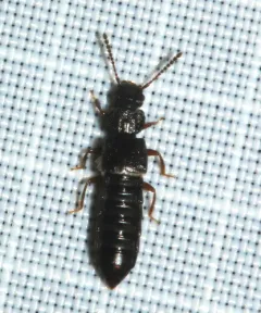 Anotylus rugosus thumbnail 3