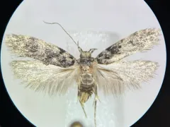 White-spotted Chionodes Moth thumbnail 2