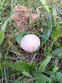Agaricus andrewii thumbnail 2