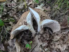 Hydnellum underwoodii thumbnail 4