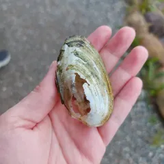 Newfoundland Floater thumbnail 3