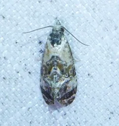 Hoffman's Cochylid Moth thumbnail 4