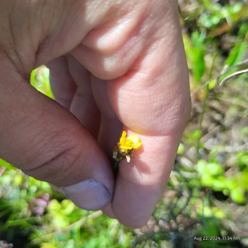 twisted yellow-eyed grass