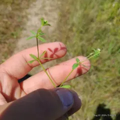 Stiff Marsh Bedstraw thumbnail 1