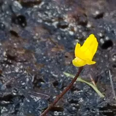 humped bladderwort thumbnail 1