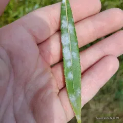 sallow mildew thumbnail 2