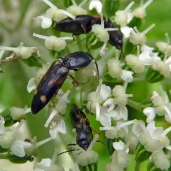 Megapenthes caprella thumbnail 4